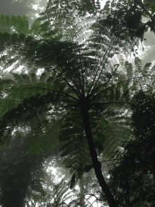 giant fern in cloud forest 