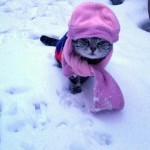 cat_cold_weather